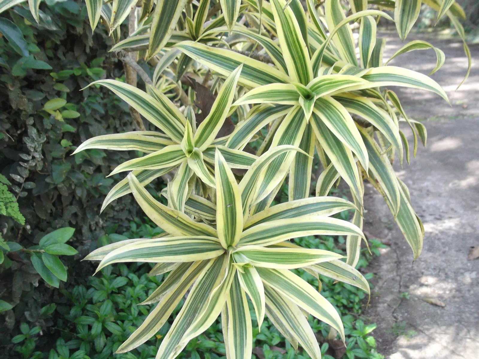 Song Of India (Dracaena Reflexa 'Variegata') — Distinguished by its variegated leaves
