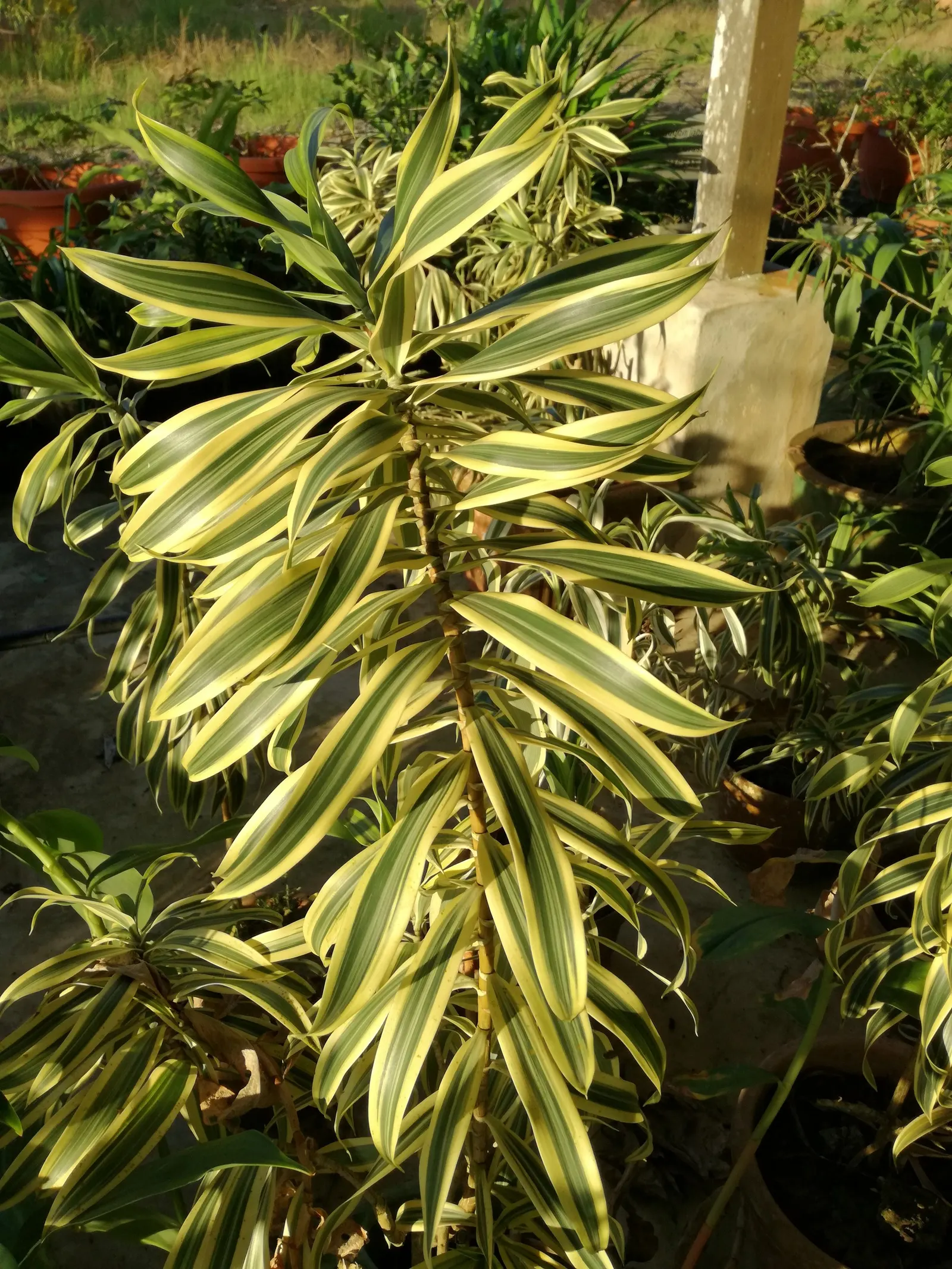 Song Of India (Dracaena Reflexa 'Variegata') — With its upright growth habit