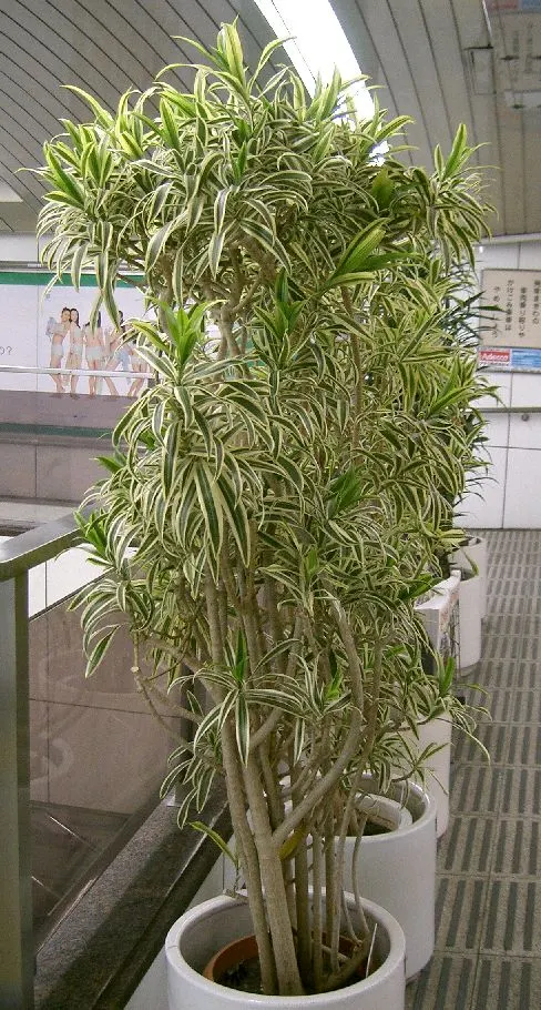 Song Of India (Dracaena Reflexa 'Variegata') — Hardy to USDA zones 10 to 12, this plant also makes an excellent indoor specimen in cooler climates