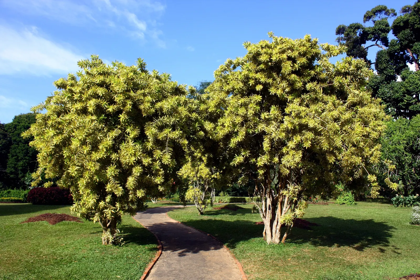 Song Of India (Dracaena Reflexa 'Variegata') — commonly referred to as the Song of India
