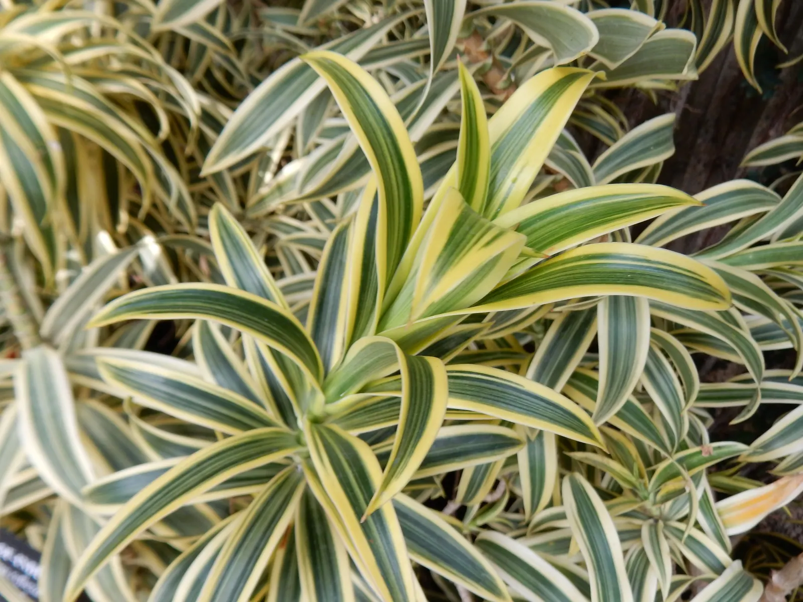 Song Of India (Dracaena Reflexa 'Variegata') — though they are often kept smaller through pruning