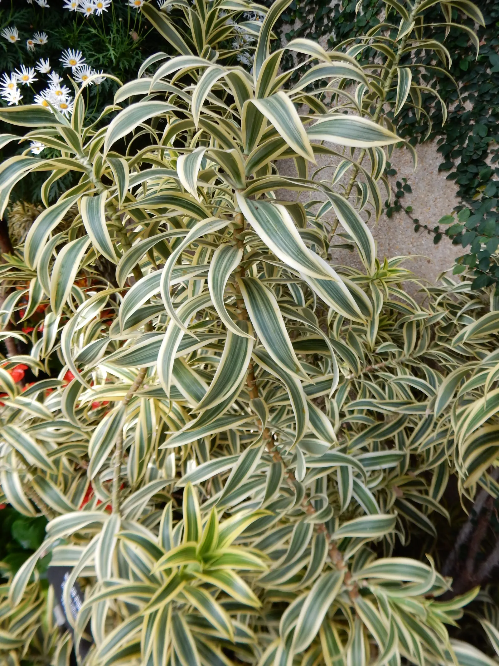 Song Of India (Dracaena Reflexa 'Variegata') — This plant is relatively low-maintenance but does require consistent moisture; watering should be thorough