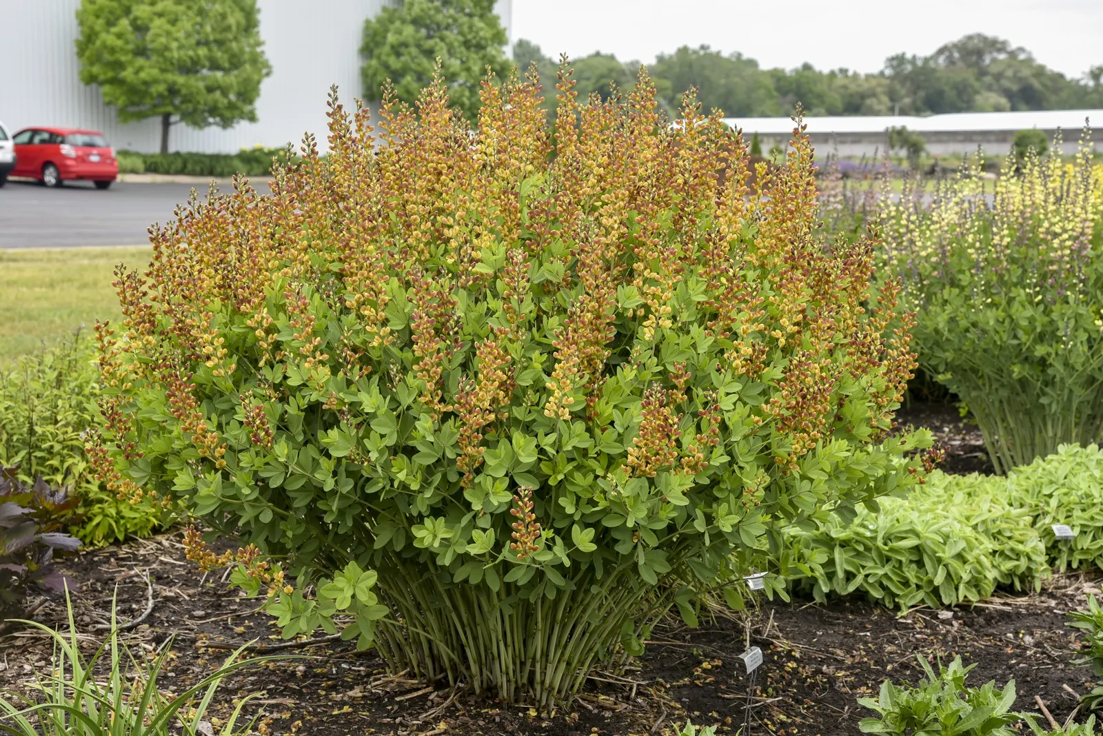 'Cherries Jubilee' False Indigo (Baptisia hybrid) — Proven Winners - Decadence® 'Cherries Jubilee' - False Indigo - Baptisia hybrid red yellow plant details