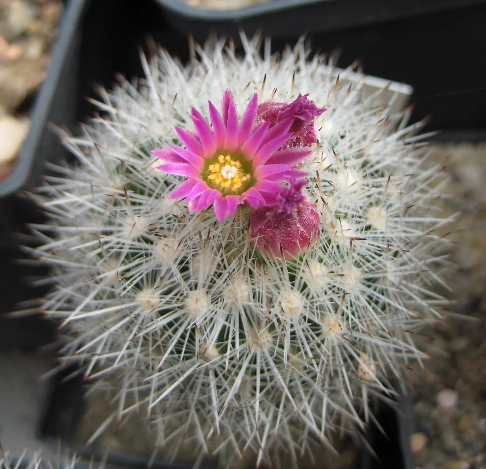 Pincushion Cactus (Mammillaria Tetrancistra) — a crucial aspect to ensure its health; makes it perfect for rock gardens, image 69