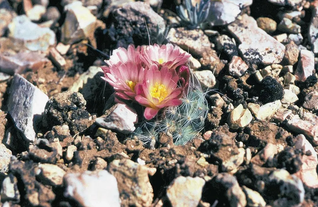 Pincushion Cactus (Mammillaria Tetrancistra) — as it is susceptible to root rot if overwatered; minimal maintenance is required; occasional, image 96