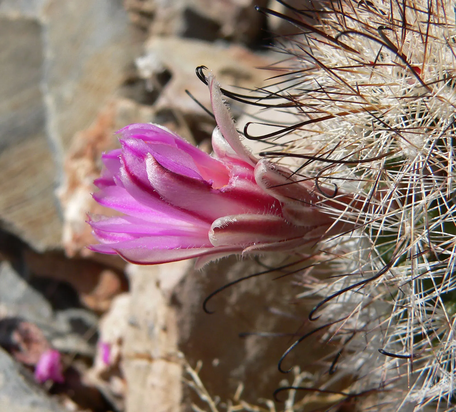 Pincushion Cactus (Mammillaria Tetrancistra) — It features dense spines and pink blossoms in spring