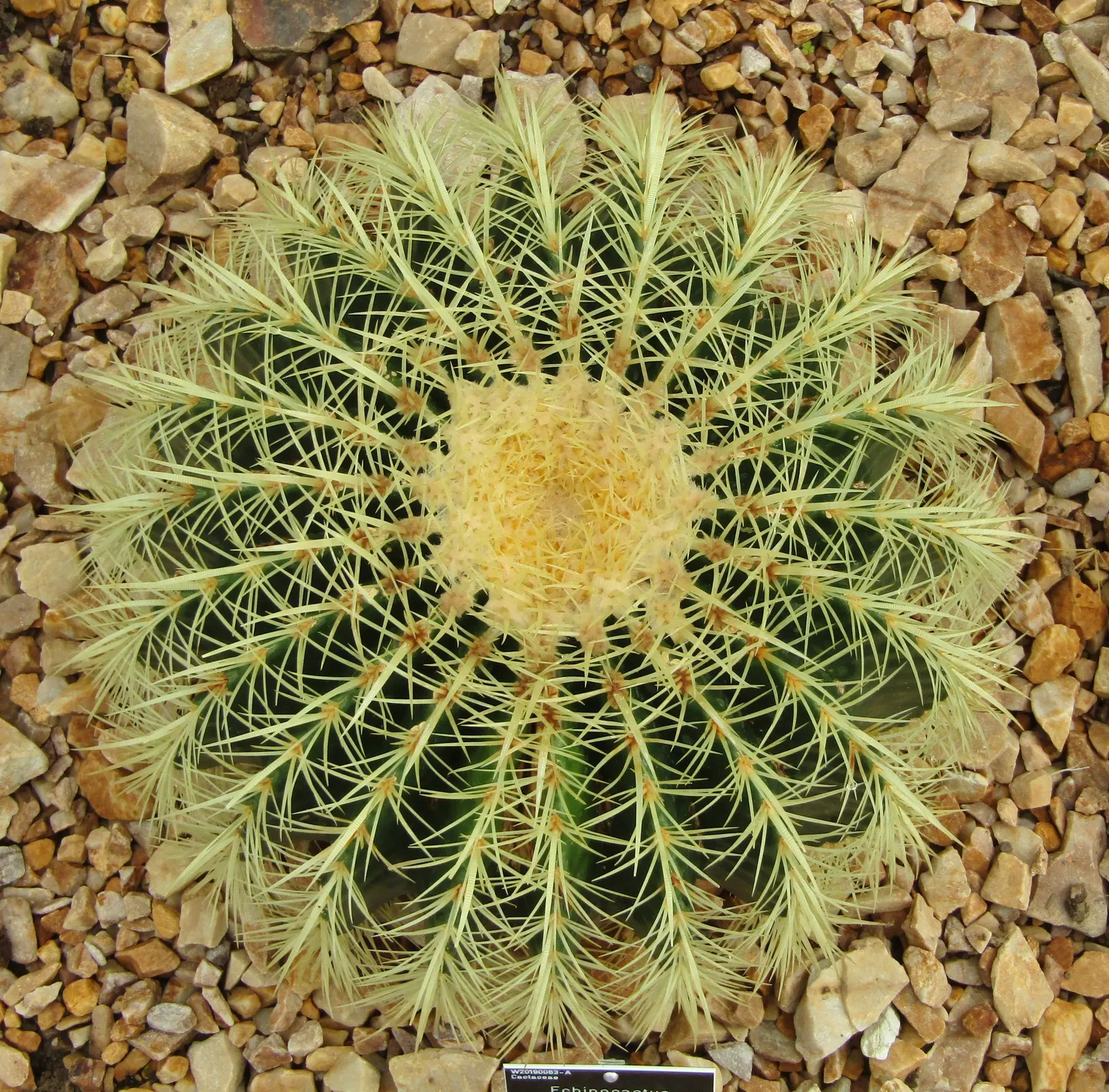 Pincushion Cactus (Mammillaria Tetrancistra) — Minimal maintenance is required; occasional watering during dry spells is sufficient to sustain its, image 97