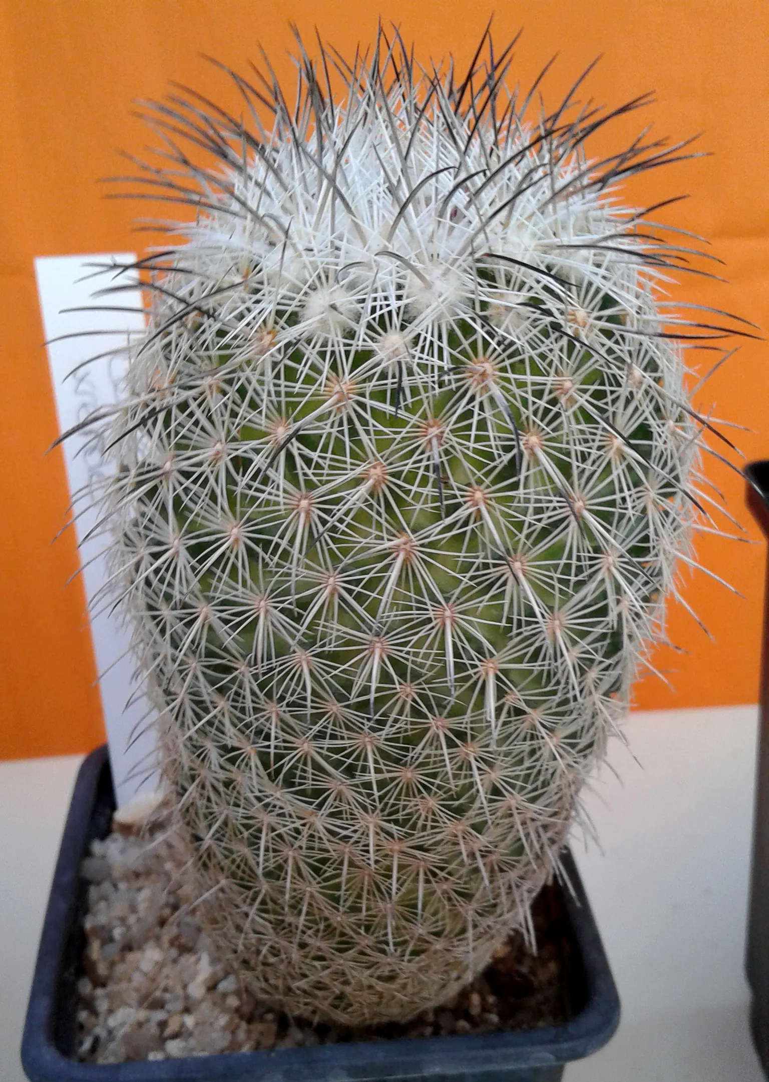 Pincushion Cactus (Mammillaria Tetrancistra) — cactus for full or half; sustainable garden design, image 104