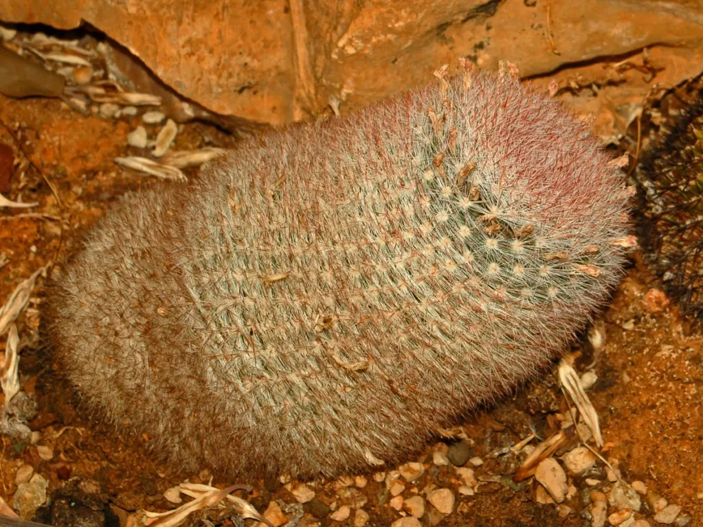 Pincushion Cactus (Mammillaria Tetrancistra) — Native to the Southwestern United States and Northern Mexico; the Pincushion Cactus (Mammillaria, image 60