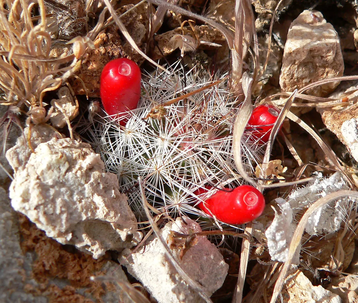Pincushion Cactus (Mammillaria Tetrancistra) — This desert gem pairs well with other xeriscape plants that share its low-water requirements; consider its need