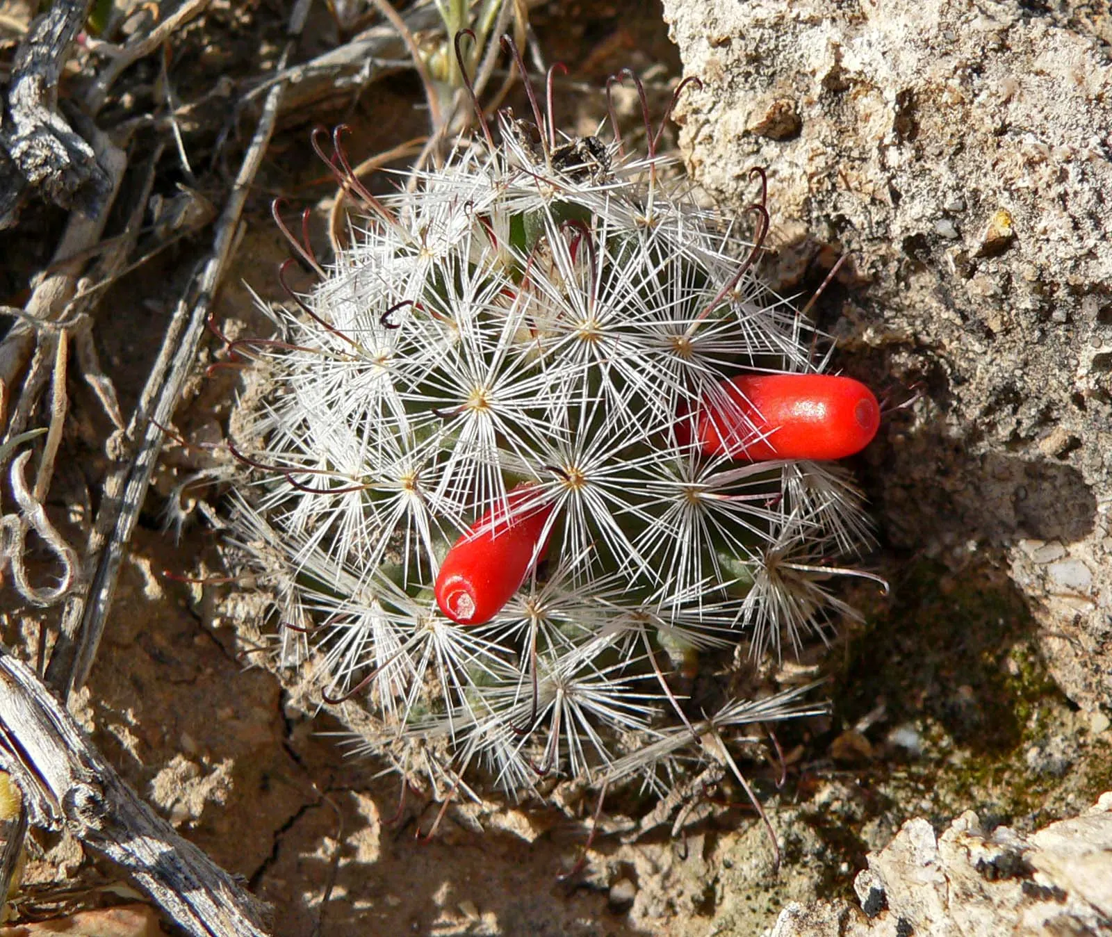 Pincushion Cactus (Mammillaria Tetrancistra) — this cactus thrives in USDA Hardiness Zones 9 to 11; native to the Southwestern United States and, image 61