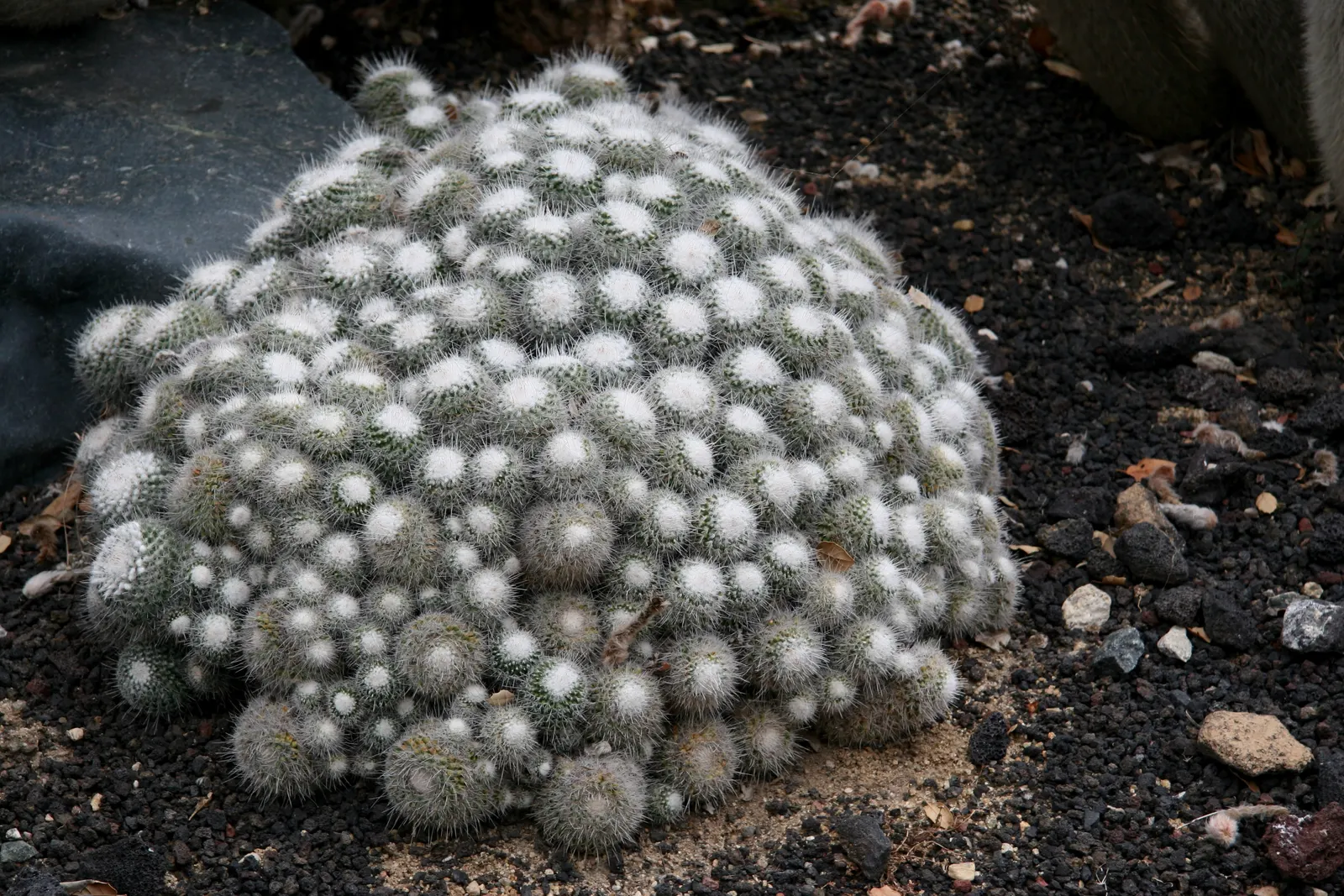 Pincushion Cactus (Mammillaria Tetrancistra) — cactus with pink blooms; which encircle the cactus crown, image 103
