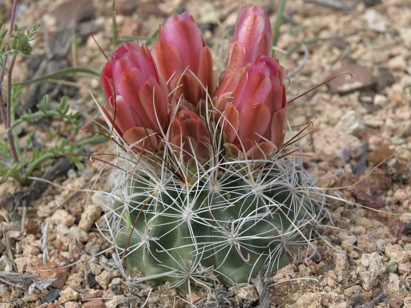 Pincushion Cactus (Mammillaria Tetrancistra) — consider its need for space to allow for future growth and avoid overcrowding; spring and summer bring a