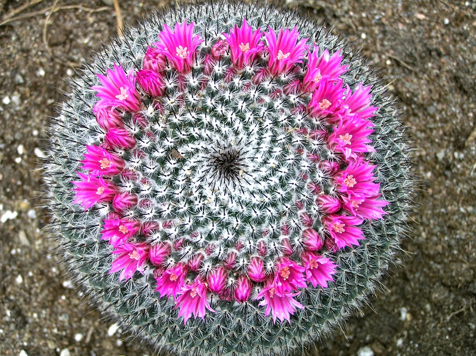Pincushion Cactus (Mammillaria Tetrancistra) — growing 2 to 6 inches tall and wide