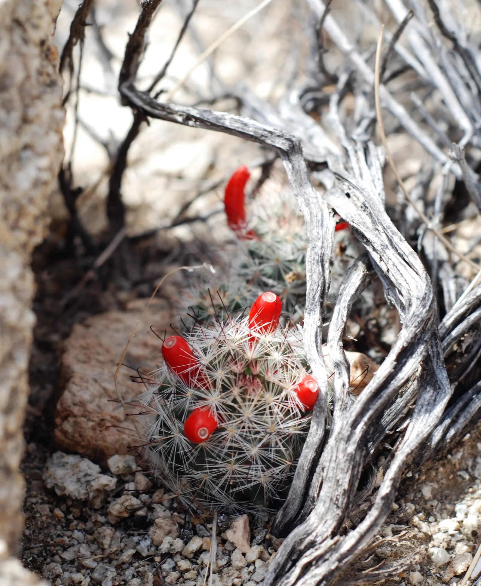Pincushion Cactus (Mammillaria Tetrancistra) — Water moderately, allowing the soil to dry between watering; its low-maintenance and, image 109