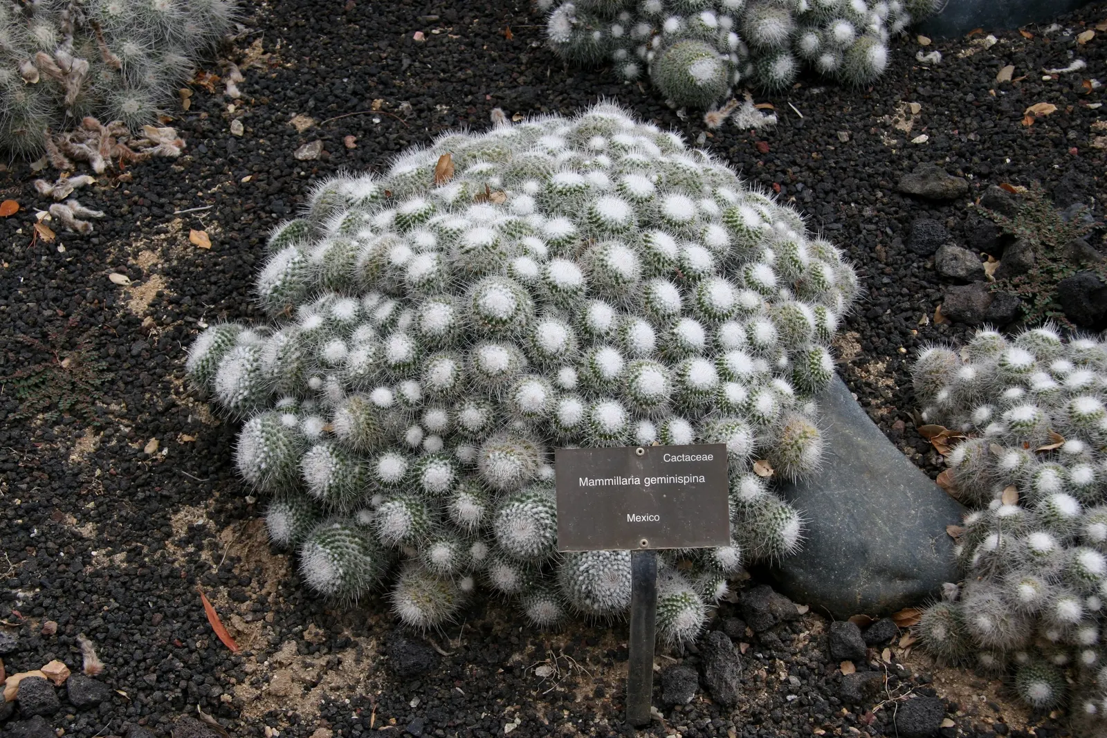 Pincushion Cactus (Mammillaria Tetrancistra) — providing a dramatic contrast against its green spherical body