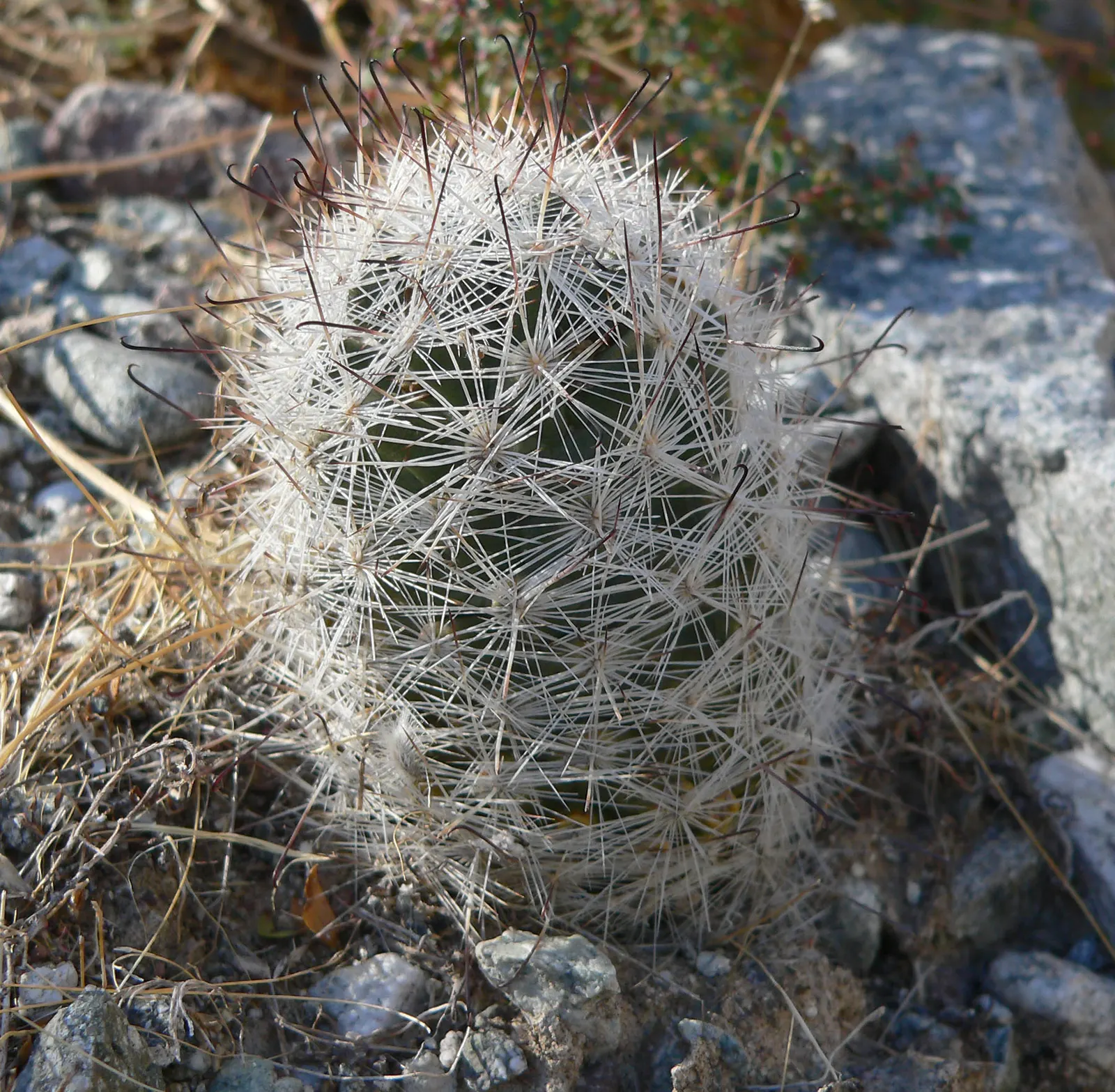 Pincushion Cactus (Mammillaria Tetrancistra) — It features dense spines and pink blossoms in spring; as it is susceptible to root rot if overwatered, image 55