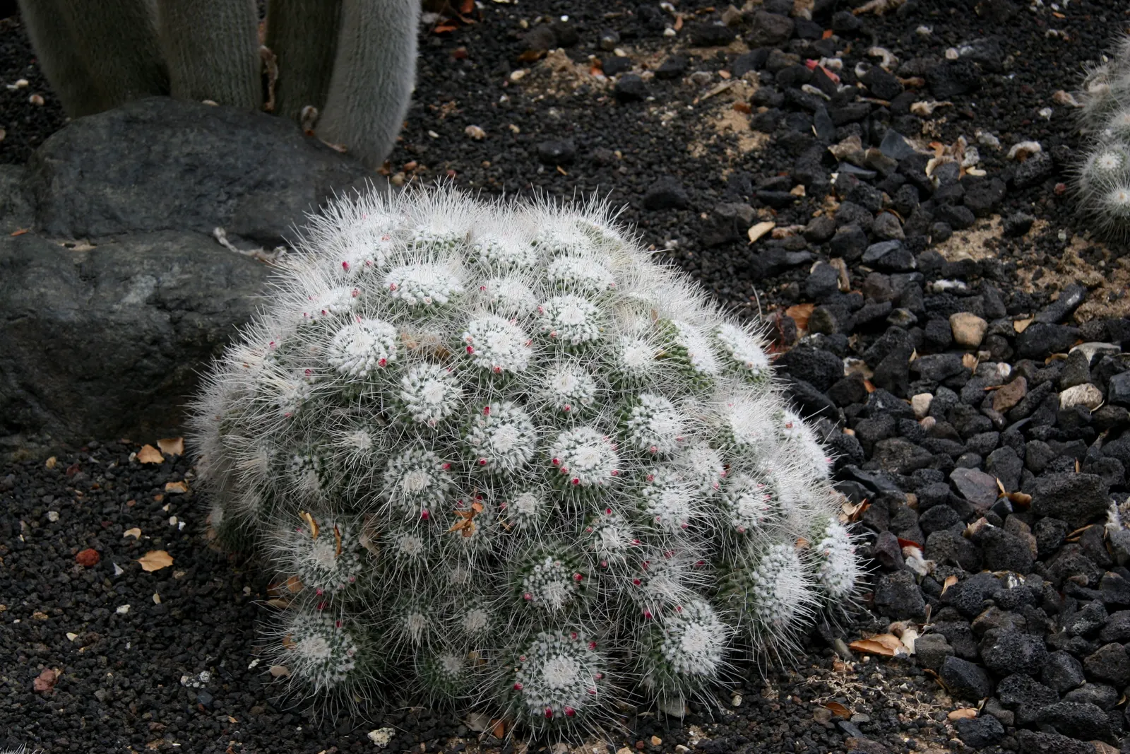 Pincushion Cactus (Mammillaria Tetrancistra) — makes it perfect for rock gardens; it features dense spines and pink blossoms in spring, image 90