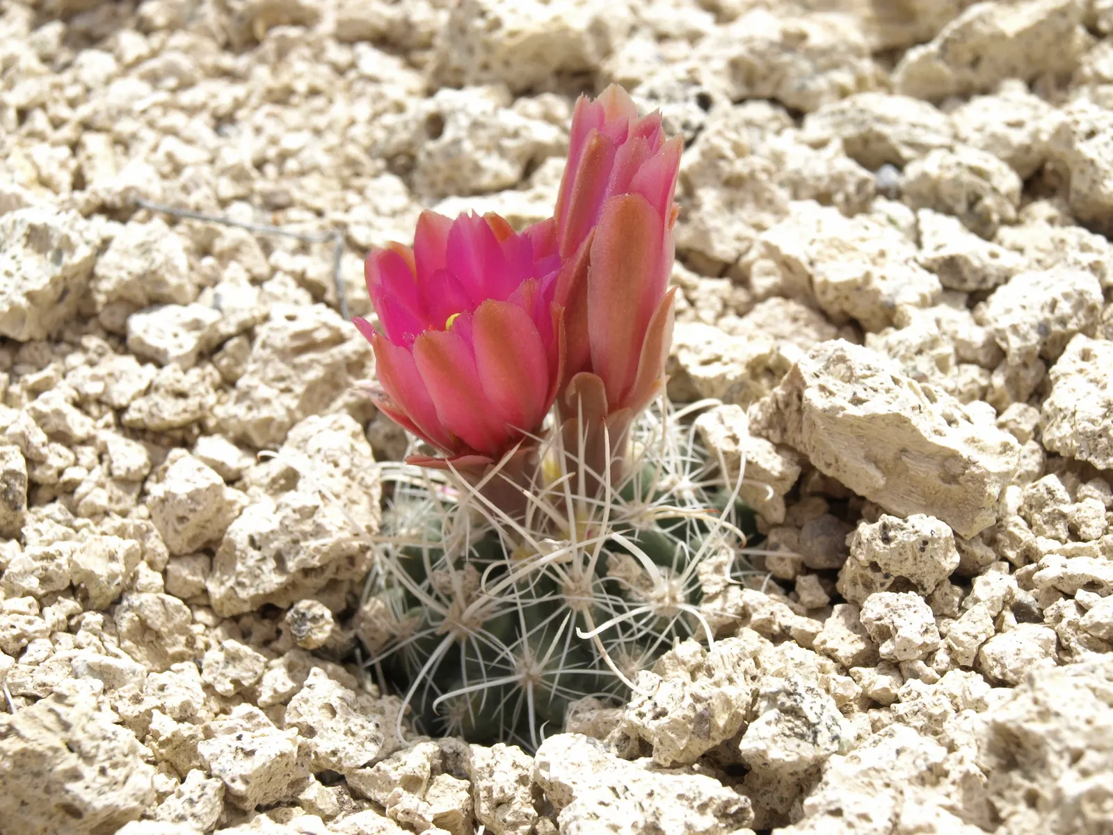 Pincushion Cactus (Mammillaria Tetrancistra) — cactus with pink blooms