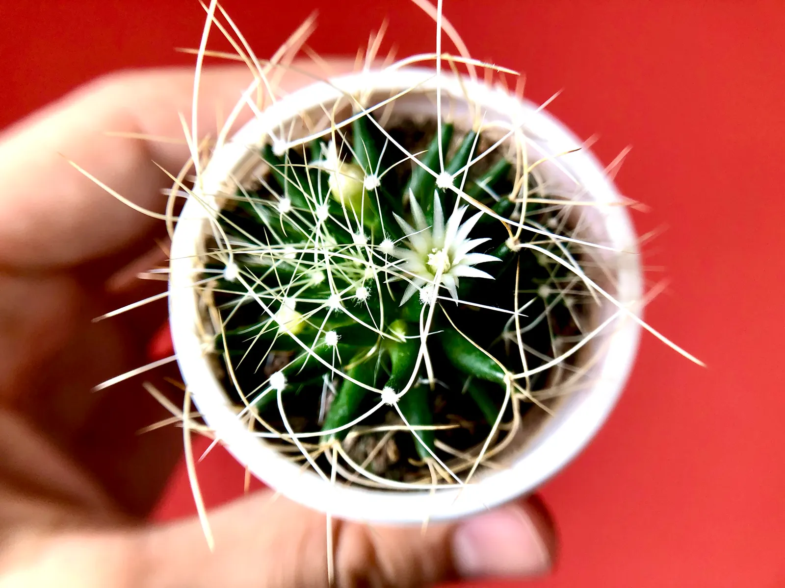 Pincushion Cactus (Mammillaria Tetrancistra) — cactus for full or half; sustainable garden design, image 78