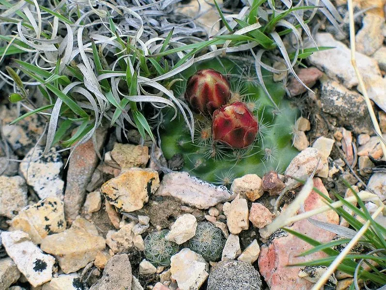 Pincushion Cactus (Mammillaria Tetrancistra) — Minimal maintenance is required; occasional watering during dry spells is sufficient to sustain its, image 71