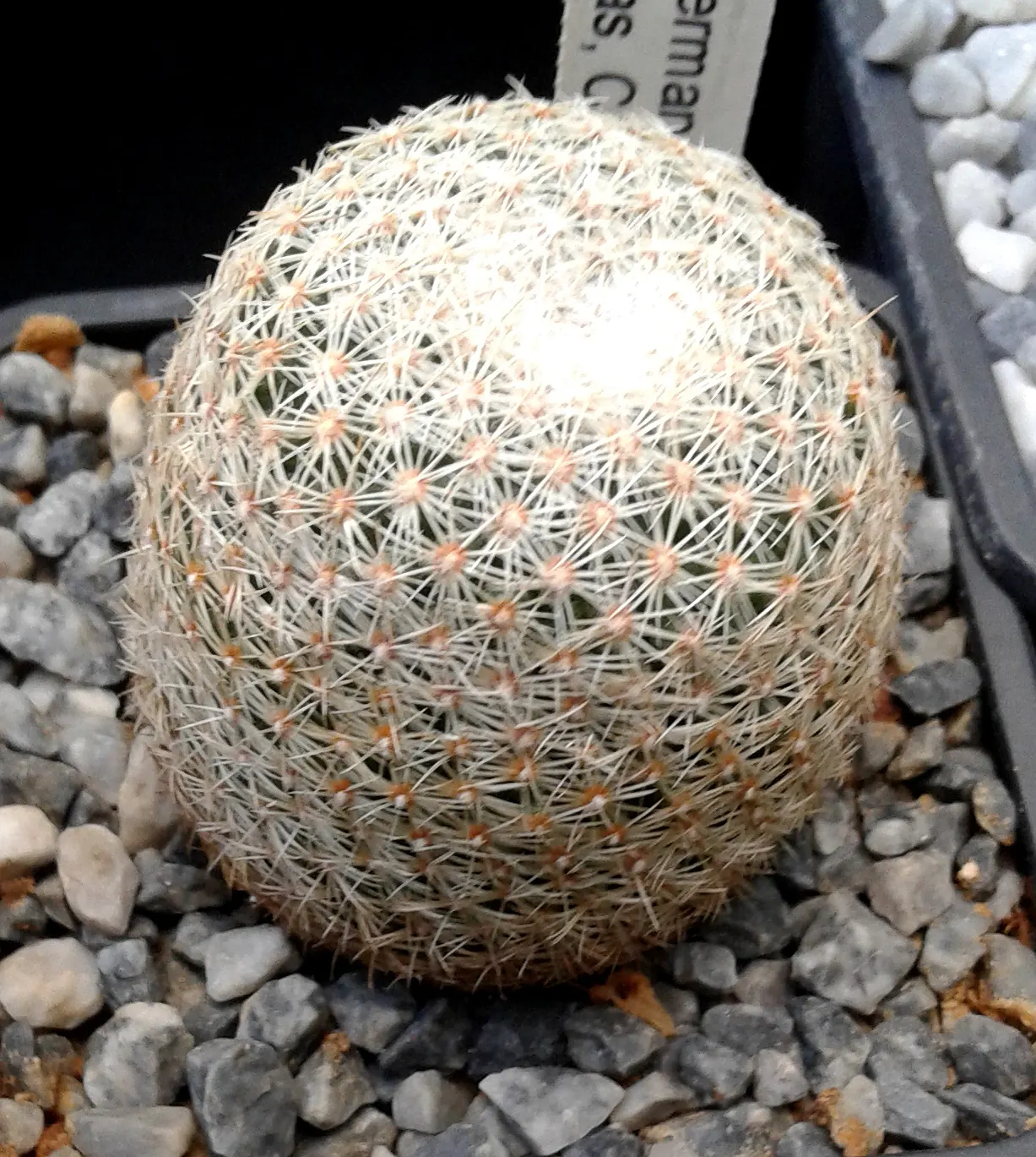 Pincushion Cactus (Mammillaria Tetrancistra) — It features dense spines and pink blossoms in spring; as it is susceptible to root rot if overwatered, image 107