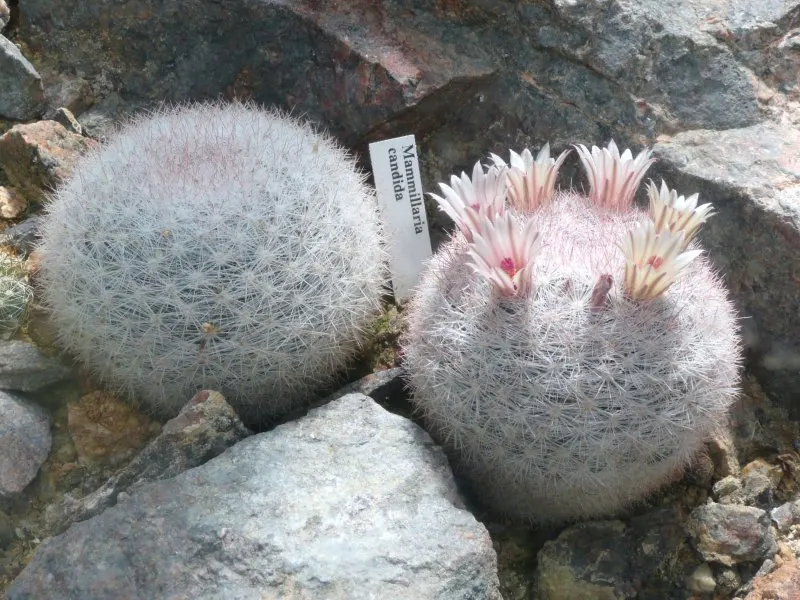 Pincushion Cactus (Mammillaria Tetrancistra) — growing 2 to 6 inches tall and wide; typically reaching a height of 2 to 6 inches and a spread of, image 54
