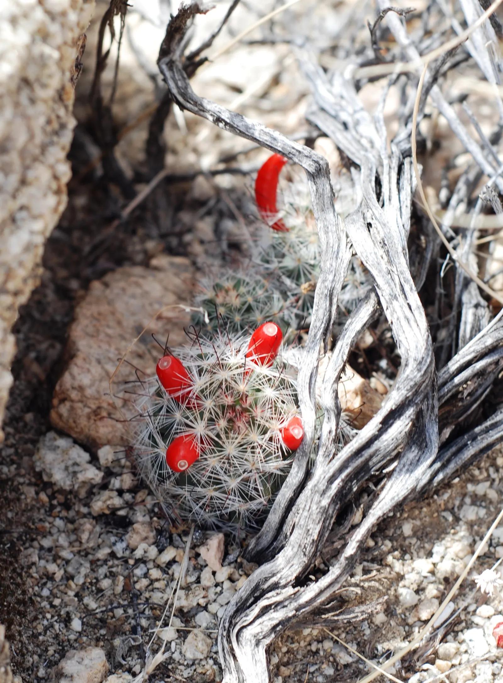 Pincushion Cactus (Mammillaria Tetrancistra) — as it is susceptible to root rot if overwatered; minimal maintenance is required; occasional watering during dry