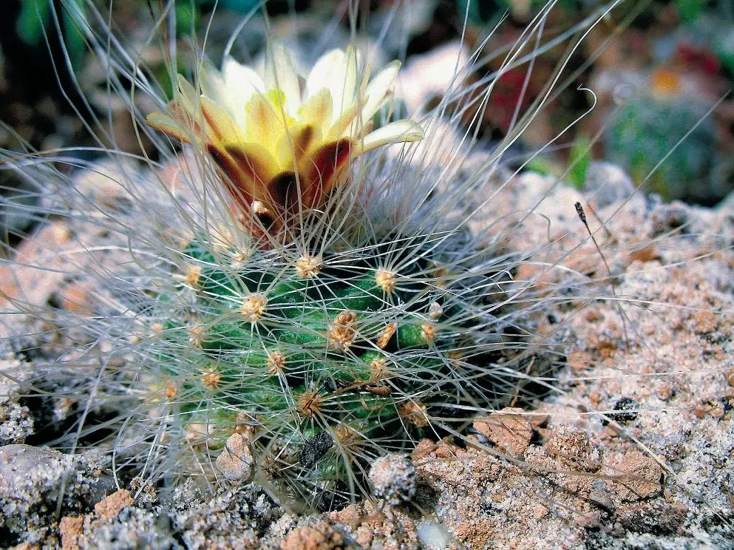 Pincushion Cactus (Mammillaria Tetrancistra) — Thrives in USDA Zones 9-11, preferring full sun and well-draining soil