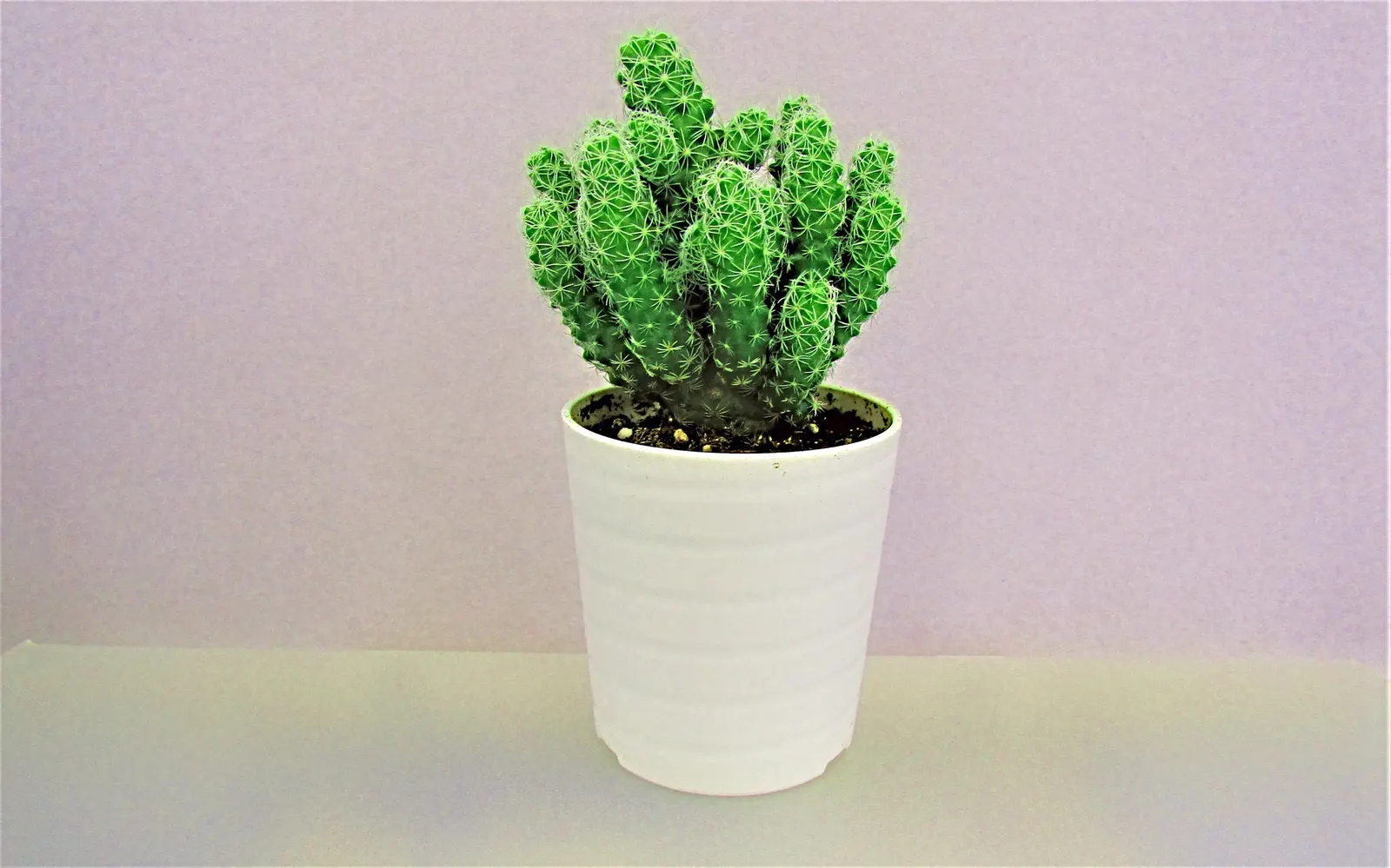 Pincushion Cactus (Mammillaria Tetrancistra) — Thrives in USDA Zones 9-11, preferring full sun and well-draining soil; cactus with pink blooms, image 56