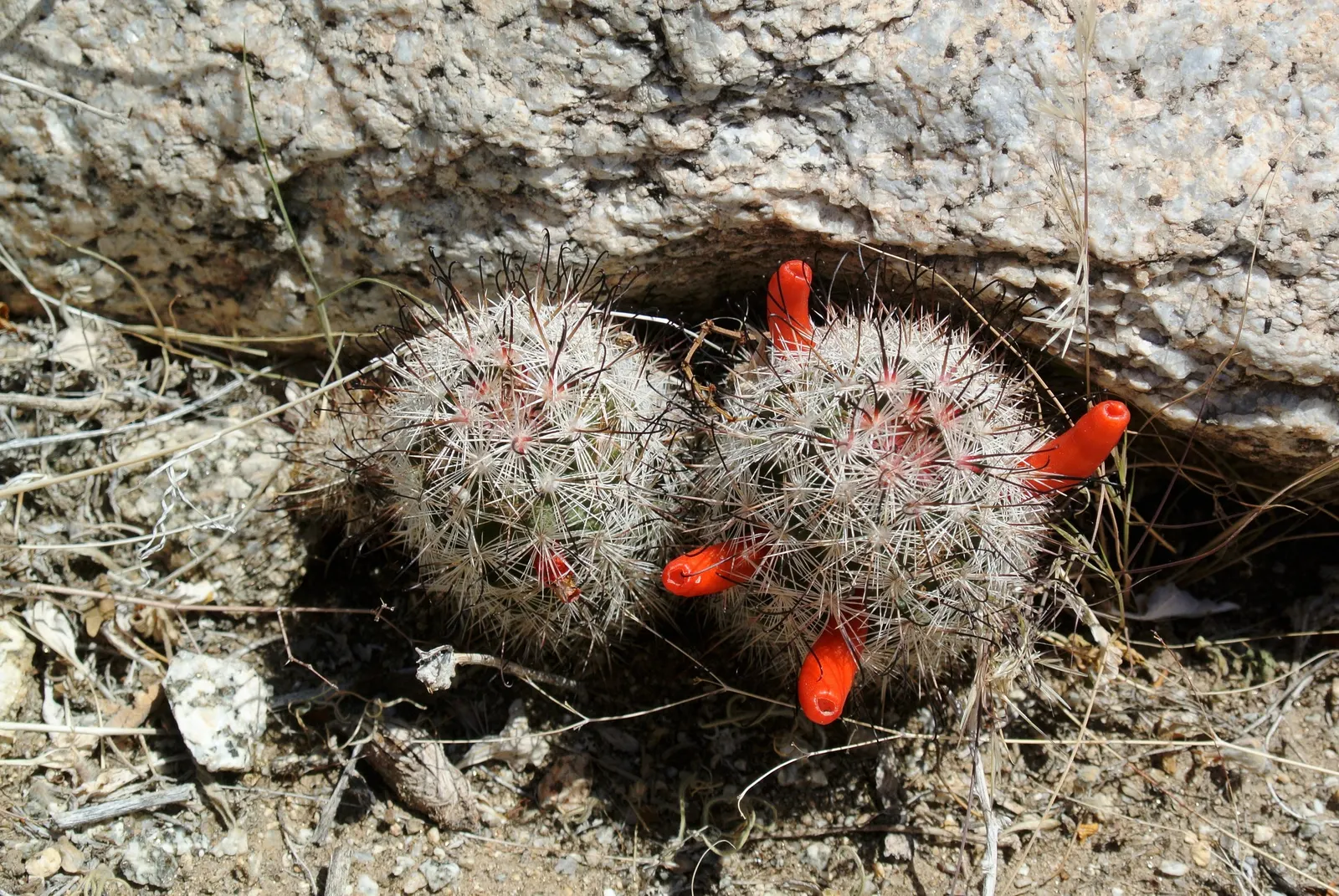 Pincushion Cactus (Mammillaria Tetrancistra) — consider its need for space to allow for future growth and avoid overcrowding
