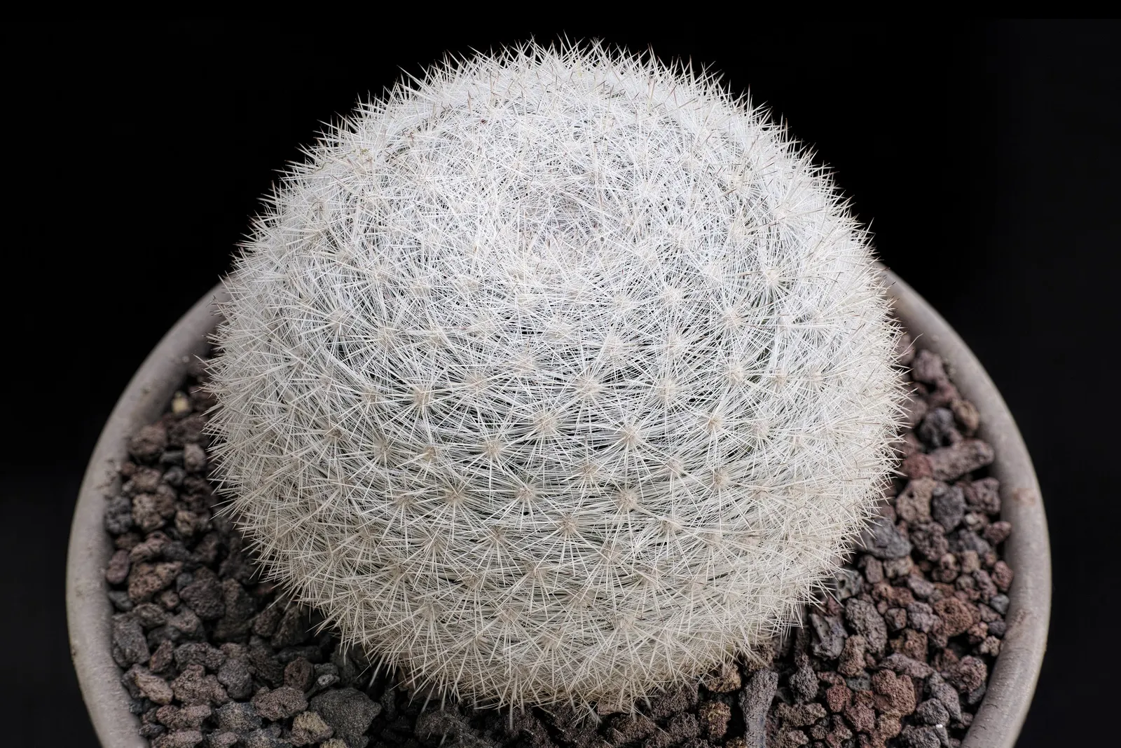 Pincushion Cactus (Mammillaria Tetrancistra) — cactus with pink blooms; which encircle the cactus crown