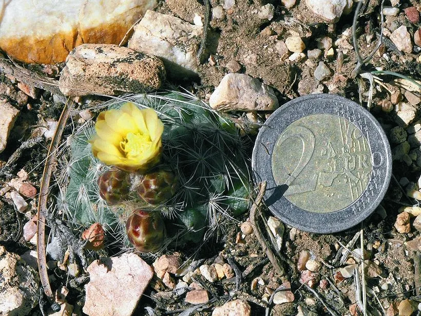 Pincushion Cactus (Mammillaria Tetrancistra) — Water moderately, allowing the soil to dry between watering; its low-maintenance and, image 57