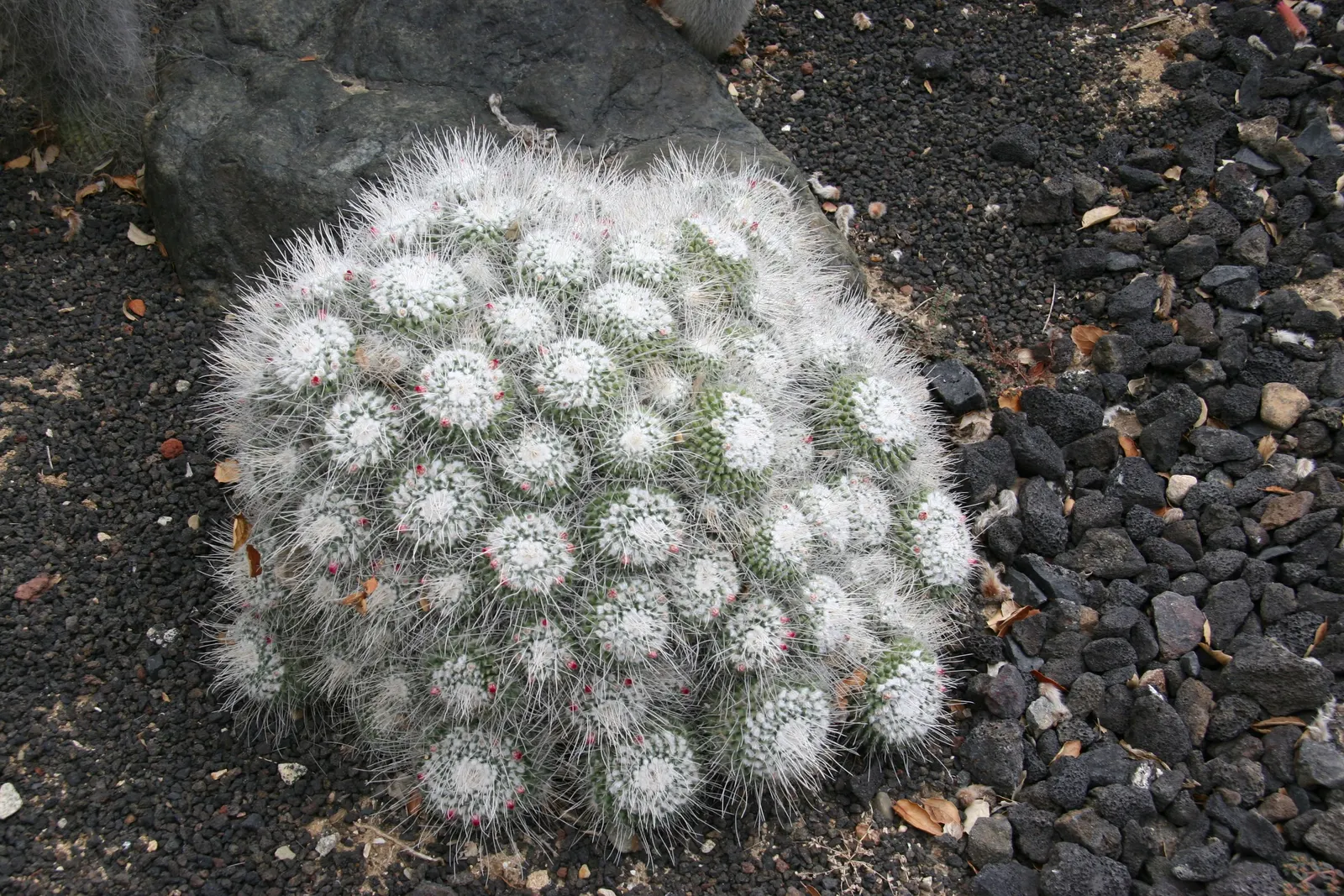 Pincushion Cactus (Mammillaria Tetrancistra) — Its low-maintenance and drought-tolerant nature makes it a practical choice for water-wise, image 110