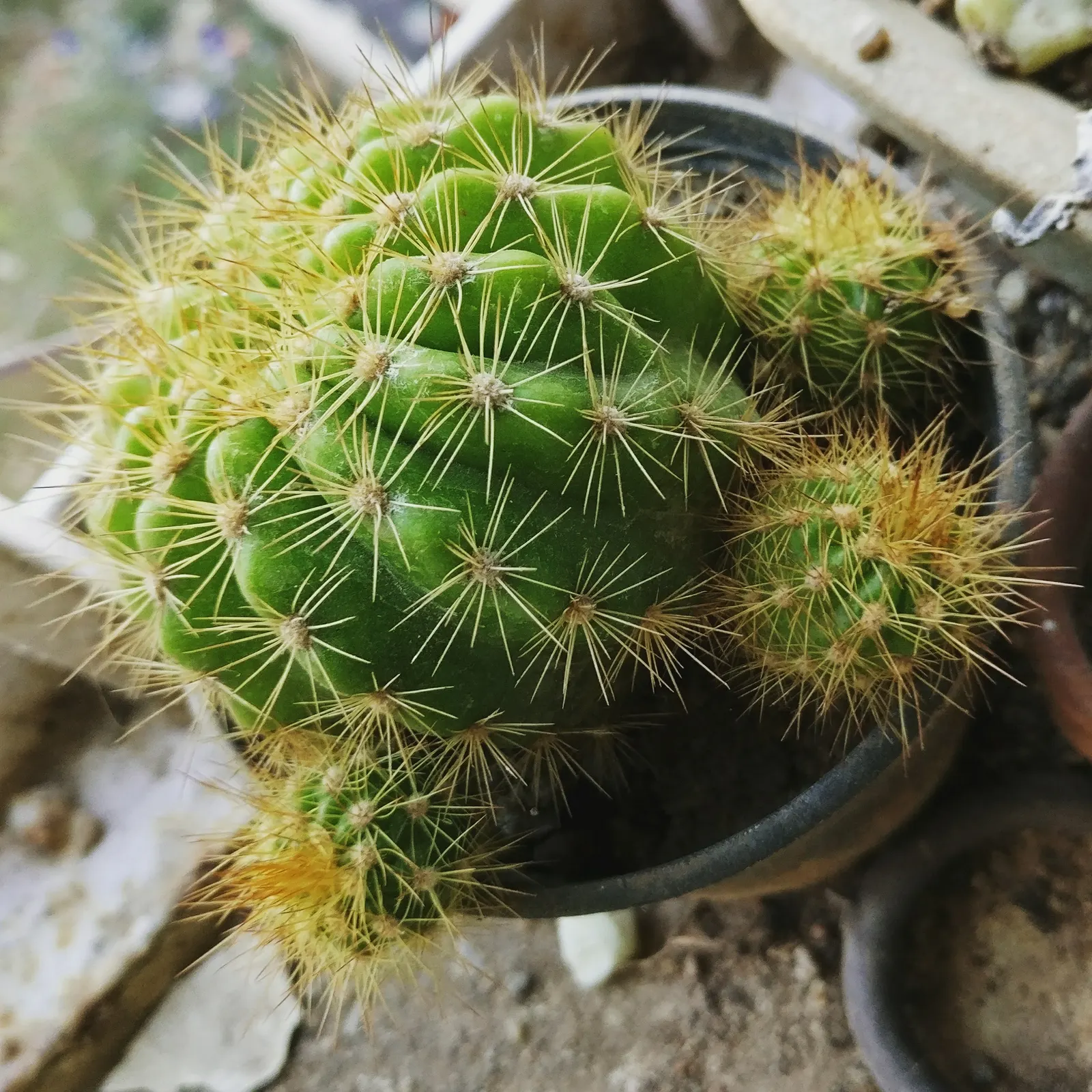 Pincushion Cactus (Mammillaria Tetrancistra) — The Pincushion Cactus (Mammillaria tetrancistra) is a compact; thrives in USDA Zones 9-11, image 105