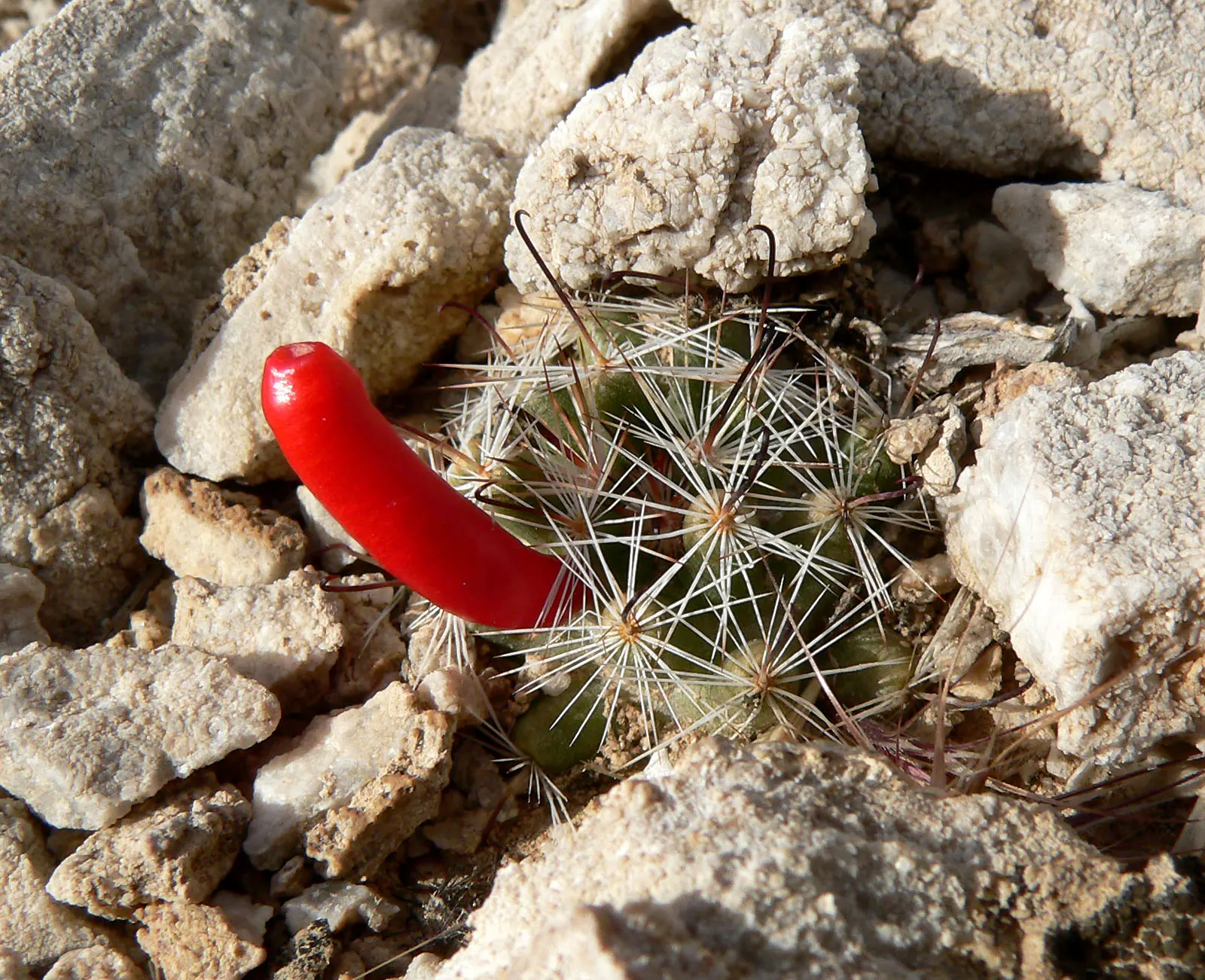 Pincushion Cactus (Mammillaria Tetrancistra) — typically reaching a height of 2 to 6 inches and a spread of similarly 2 to 4 inches; this desert, image 89