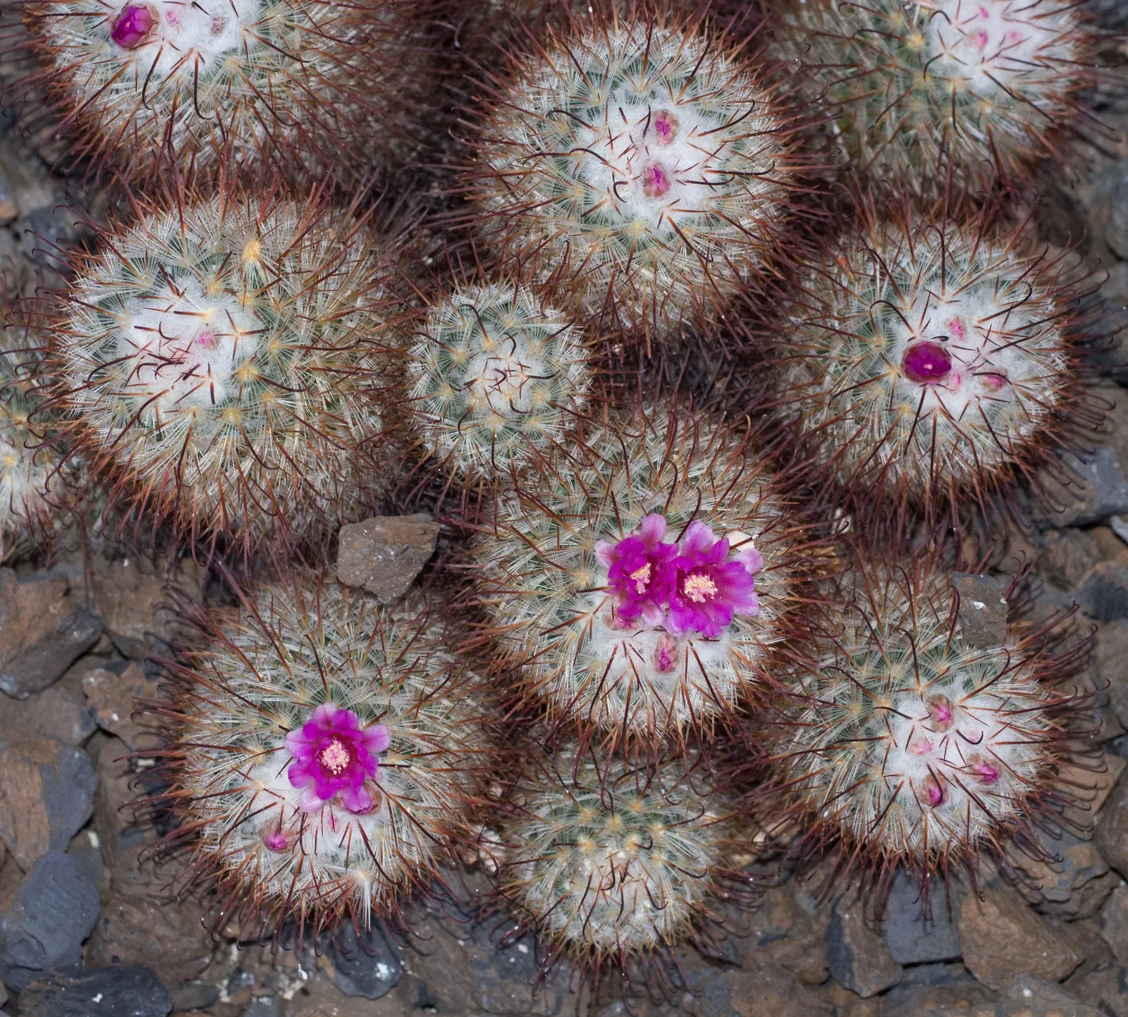 Pincushion Cactus (Mammillaria Tetrancistra) — Native to the Southwestern United States and Northern Mexico; the Pincushion Cactus (Mammillaria, image 86