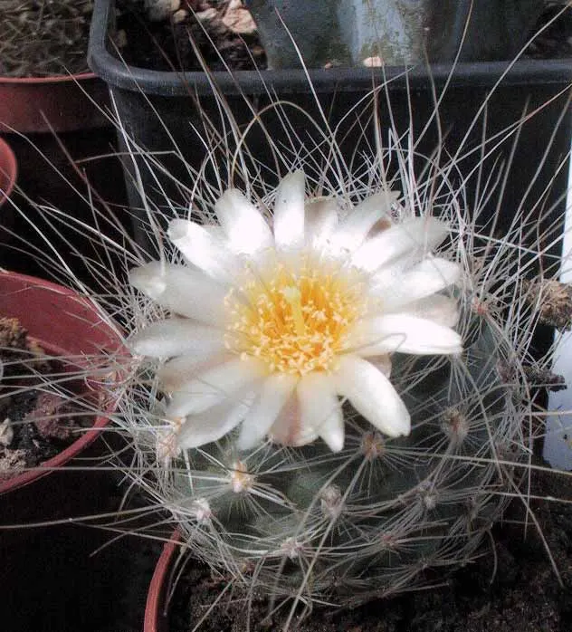 Pincushion Cactus (Mammillaria Tetrancistra) — this cactus thrives in USDA Hardiness Zones 9 to 11; native to the Southwestern United States and, image 87