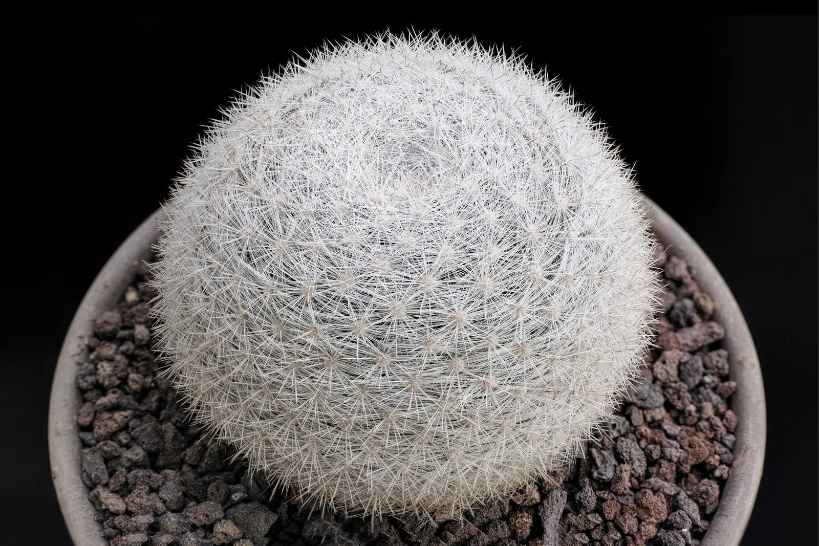 Pincushion Cactus (Mammillaria Tetrancistra) — growing 2 to 6 inches tall and wide; typically reaching a height of 2 to 6 inches and a spread of similarly 2 to
