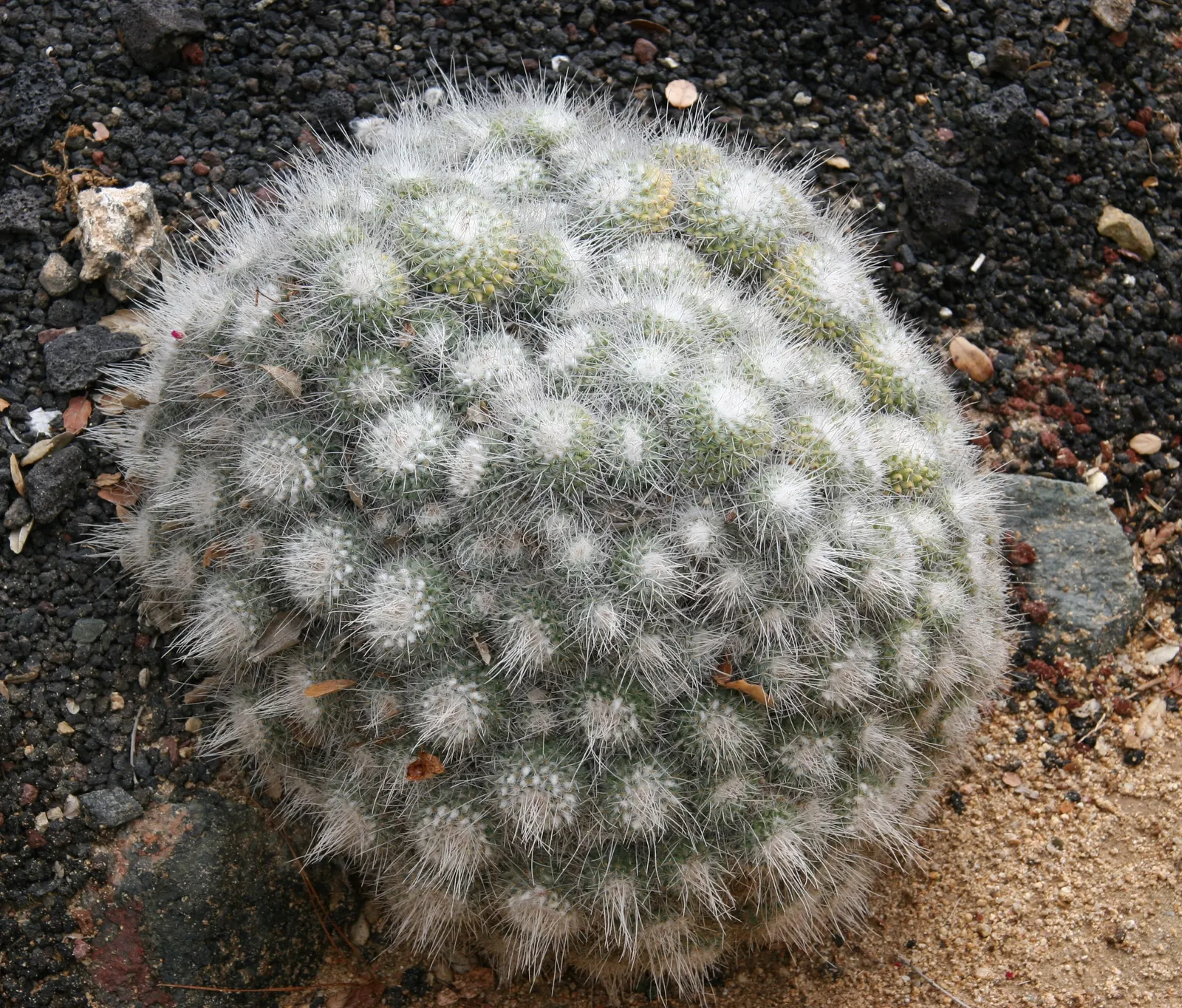 Pincushion Cactus (Mammillaria Tetrancistra) — which encircle the cactus crown