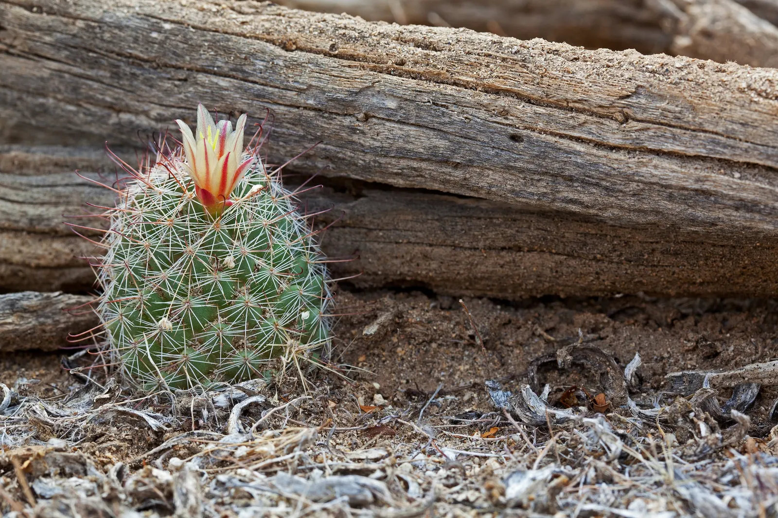 Pincushion Cactus (Mammillaria Tetrancistra) — Its low-maintenance and drought-tolerant nature makes it a practical choice for water-wise landscapes; providing