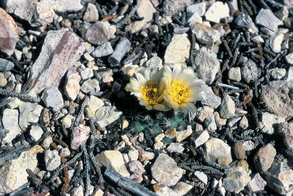 Pincushion Cactus (Mammillaria Tetrancistra) — makes it perfect for rock gardens; it features dense spines and pink blossoms in spring, image 64