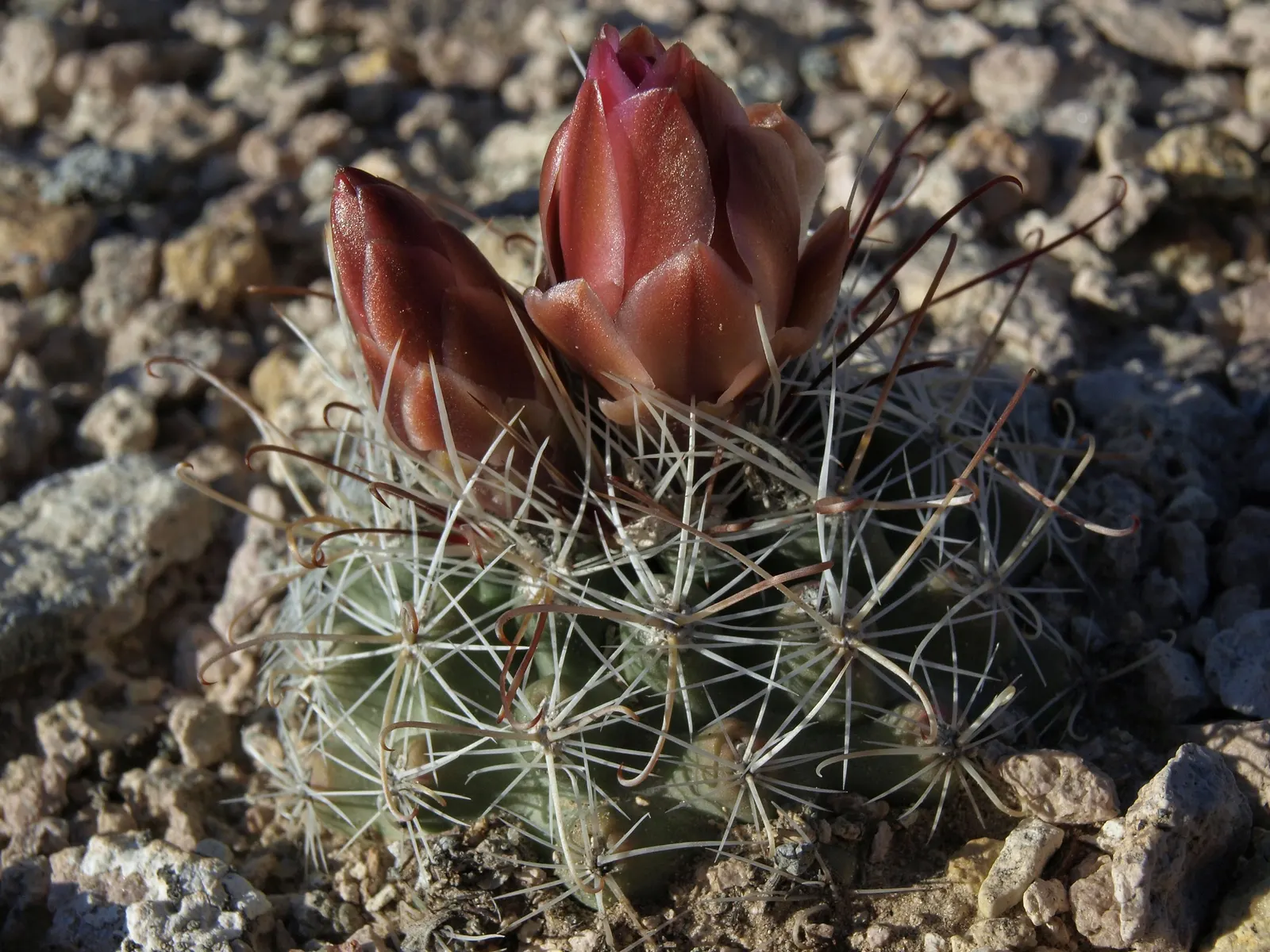 Pincushion Cactus (Mammillaria Tetrancistra) — It features dense spines and pink blossoms in spring; as it is susceptible to root rot if overwatered