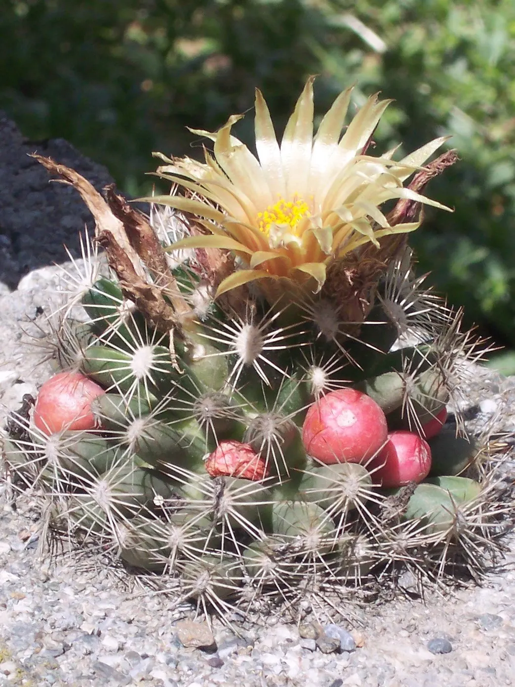 Pincushion Cactus (Mammillaria Tetrancistra) — which encircle the cactus crown; water moderately, allowing the soil to dry between watering, image 68