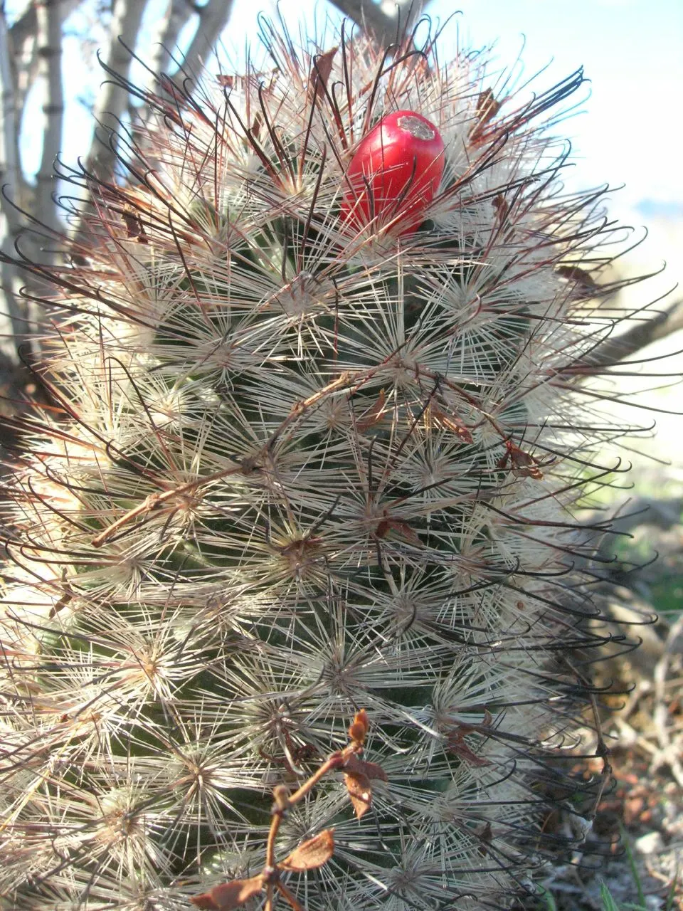 Pincushion Cactus (Mammillaria Tetrancistra) — The plant's diminutive size