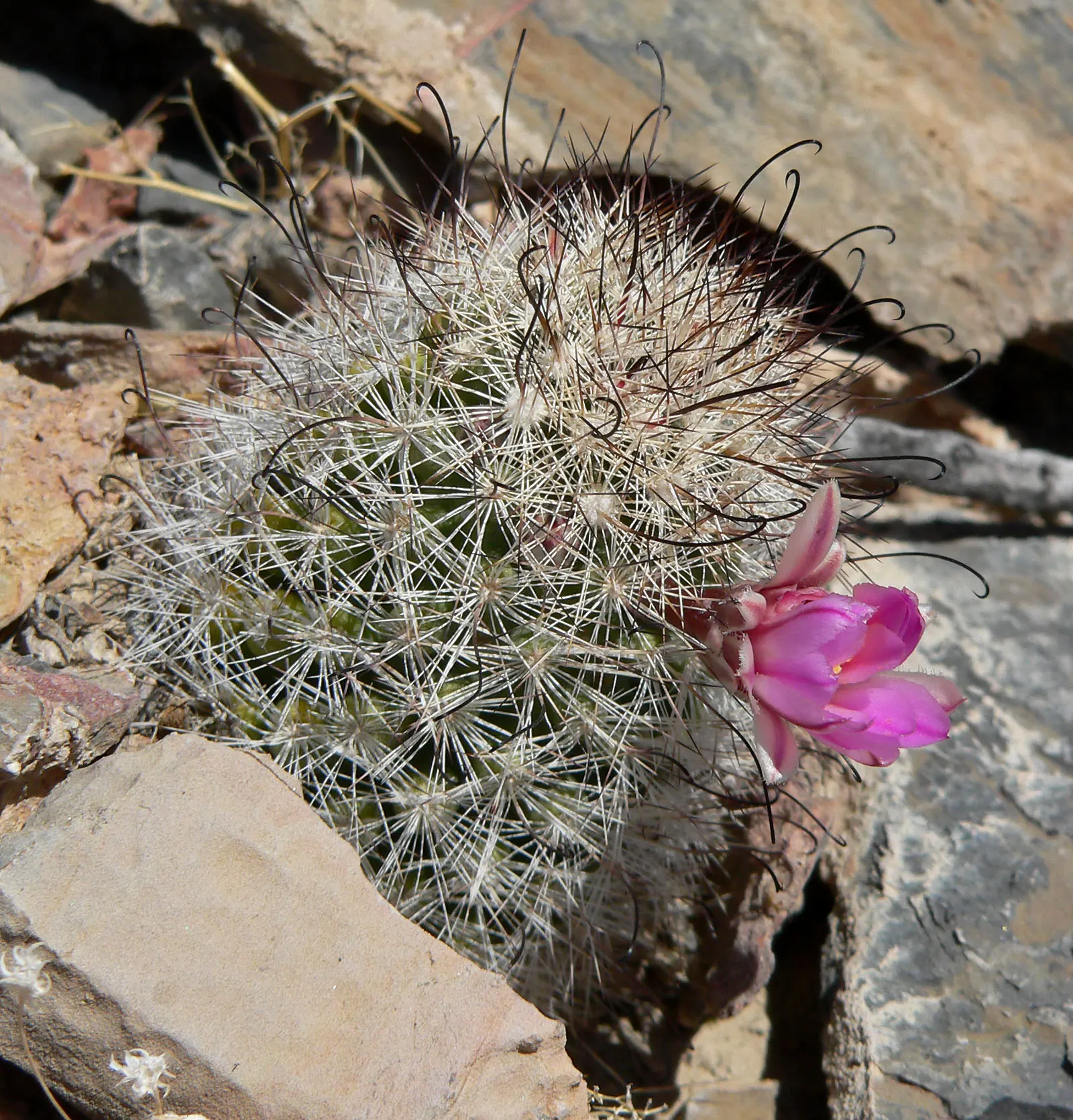 Pincushion Cactus (Mammillaria Tetrancistra) — growing 2 to 6 inches tall and wide; typically reaching a height of 2 to 6 inches and a spread of, image 80