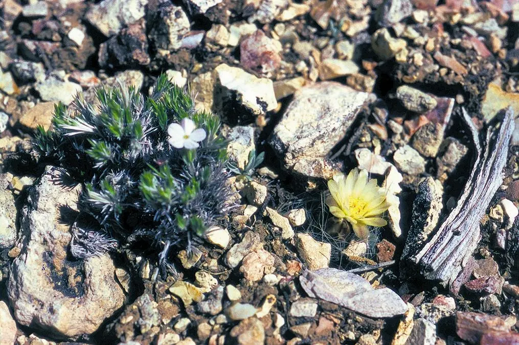 Pincushion Cactus (Mammillaria Tetrancistra) — When incorporating Mammillaria tetrancistra into your design; well-suited for adding a touch of unique texture