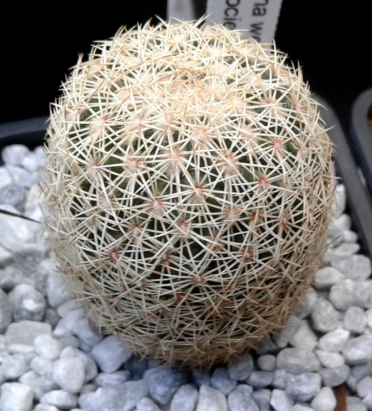 Pincushion Cactus (Mammillaria Tetrancistra) — this cactus thrives in USDA Hardiness Zones 9 to 11