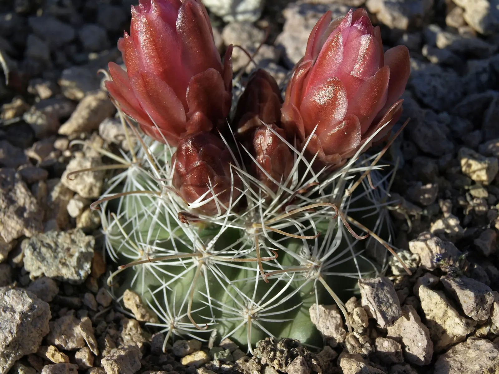 Pincushion Cactus (Mammillaria Tetrancistra) — typically reaching a height of 2 to 6 inches and a spread of similarly 2 to 4 inches