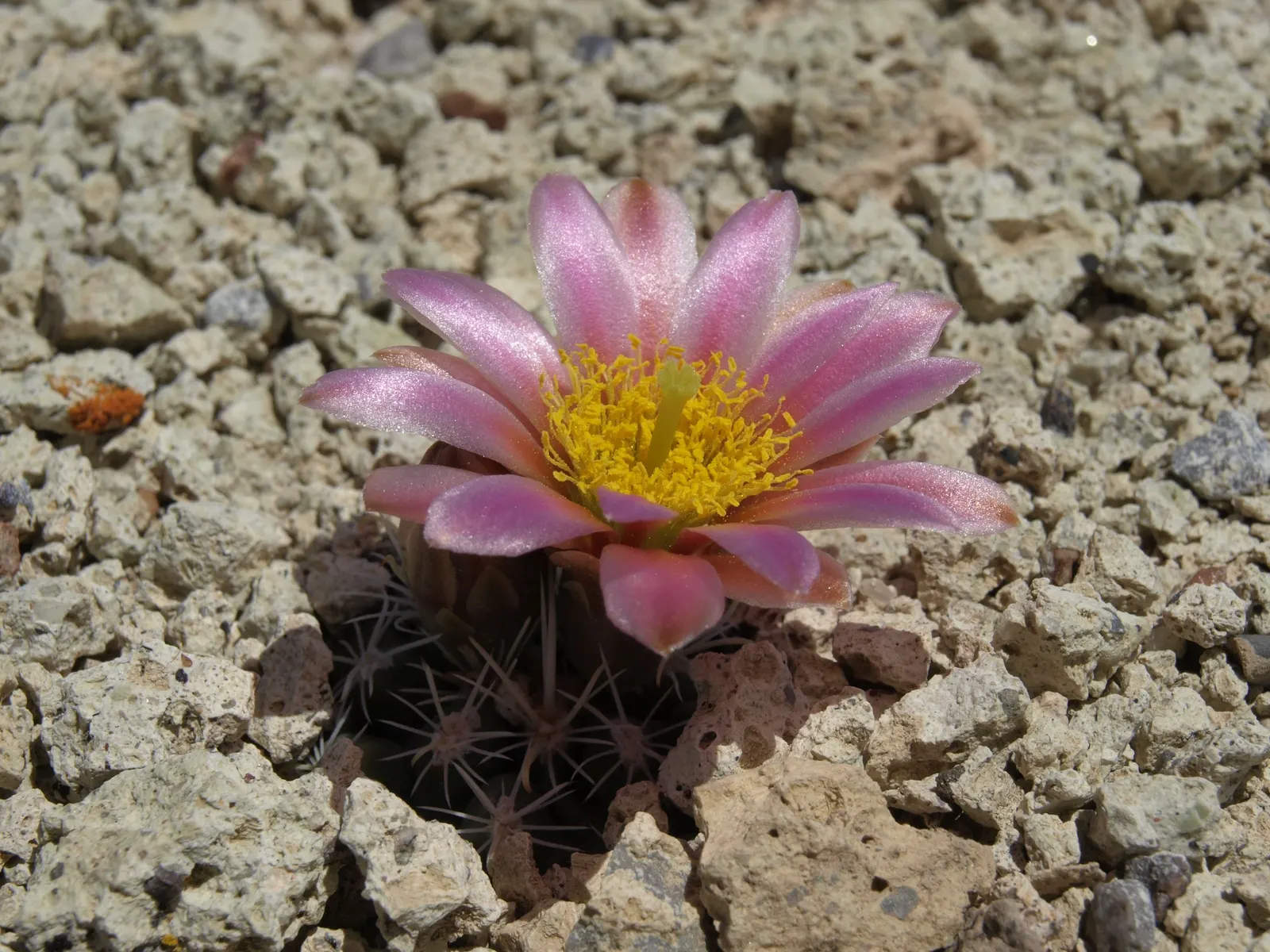 Pincushion Cactus (Mammillaria Tetrancistra) — a crucial aspect to ensure its health